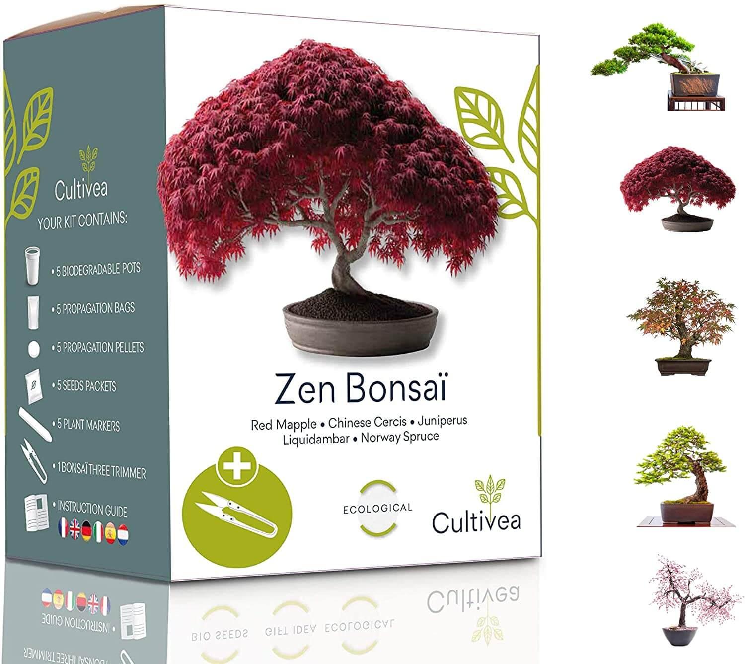 Mini Kit Zen Bonsai - cultivea